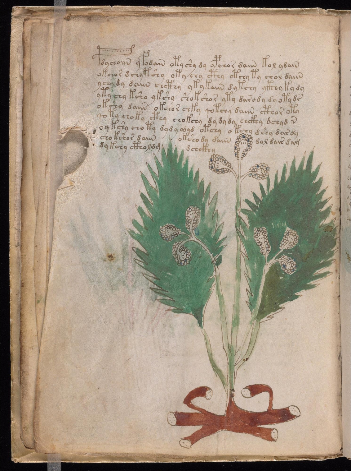 Original manuscript of Folio 14v